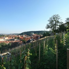 Saint Wenceslas Vineyard: The most spectacular view of Prague and the Vltava valley 