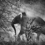 Sebastião Salgado, Sloni v Zambii jsou loveni pytláky, mají proto strach z lidí a vozidel. Jakmile spatří blížící se automobil, utečou do buše. Národní park Kafue,  Zambie, 2010