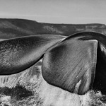 Velryby jižní (Eubalaena australis), připlouvající k poloostrovu Valdés kvůli útočištím, které jim poskytují jeho dva zálivy Golfo San José a Golfo Nuevo, se často pohybují s ocasní ploutví nad vodou. Poloostrov Valdés. Argentina. 2004.