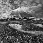Ostrov Zavodovski je domovem zhruba 750 000 párů tučňáků uzdičkových (Pygoscelis antarctica) i početné kolonie tučňáků žlutorohých (Eudyptes chrysolophus). V pozadí je vidět aktivní vulkán tohoto ostrova. Jižní Sandwichovy ostrovy. 2009.