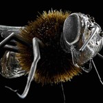 Be Bee, autor Patricia Overdam © Pražská galerie českého skla o.p.s.