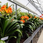 Early Spring: Temptation of the Senses