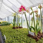 Early Spring: Temptation of the Senses
