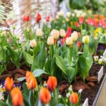 Early Spring: Temptation of the Senses