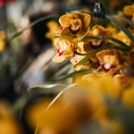 Early Spring: Ephemeral Entities