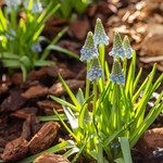 Early Spring: Ephemeral Entities