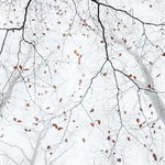 Martin Rak, Listopadová