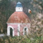 Michal Kvarda, Poštolka