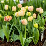Early Spring: A Garden of Small Gestures