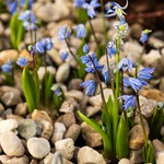 Early Spring: A Garden of Small Gestures
