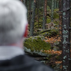 Vlčí výběh, Národní park Šumava, Srní, oficiální návštěva Plzeňského kraje, 24.1. 2024, foto: Tomáš Fongus 
