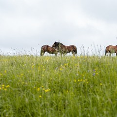 Návštěva prezidenta Petra Pavla a paní Evy Pavlové v Pardubickém kraji, statek U svatého Jána, Kunvald, 22.5.2024, foto: Tomáš Fongus 