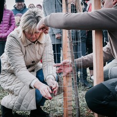 Výsadba Aleje svobody'24, Broumov - Hejtmánkovice, 11.9.2024, foto: Zuzana Bönisch