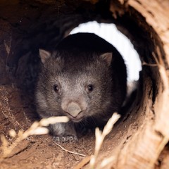 Návštěva organizace Wombat Rescue, Canberra, 27.11.2024, foto: Zuzana Bönisch