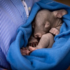 Návštěva organizace Wombat Rescue, Canberra, 27.11.2024, foto: Zuzana Bönisch