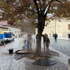 Stromy na Pražském hradě dostaly injekce živin přímo ke kořenům